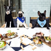 Dogs waiting to eat, The Wilson Dog menu